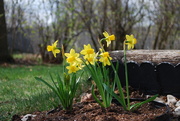8th Apr 2021 - daffodils