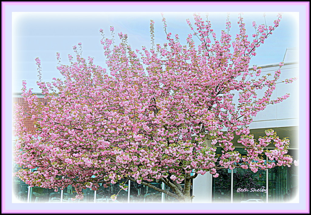 Flowering Cherry by vernabeth