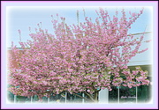 8th Apr 2021 - Flowering Cherry