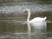 8th Apr 2021 - And the swans are back
