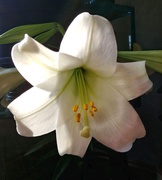 8th Apr 2021 - Lily In Full Bloom 