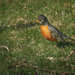 North American Robin by gardencat