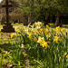 Daffodils in the sun by peadar