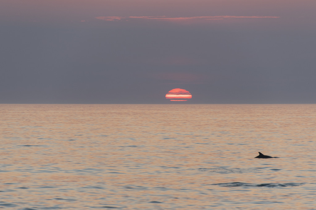 Dawn Dolphin by timerskine