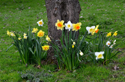 8th Apr 2021 - AN Assortment of Daffodils