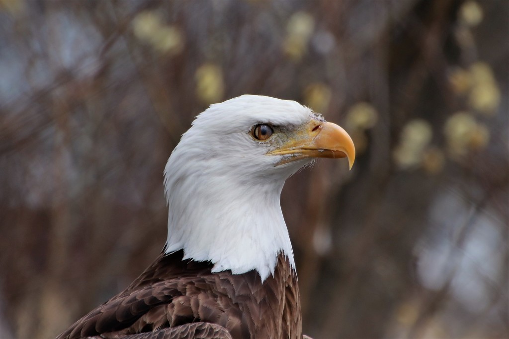 Eagle Profile by randy23