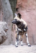 6th Apr 2021 - African Painted Dog
