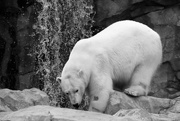 5th Apr 2021 - Black And White Polar Bear