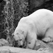 Black And White Polar Bear by randy23