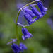 First bluebells by fueast