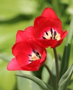 6th Apr 2021 - April 6: Spring tulips