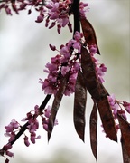 8th Apr 2021 - April 8: Spring Buds