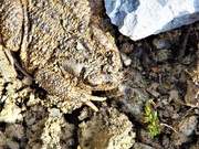 8th Apr 2021 - Rude Mr Toad