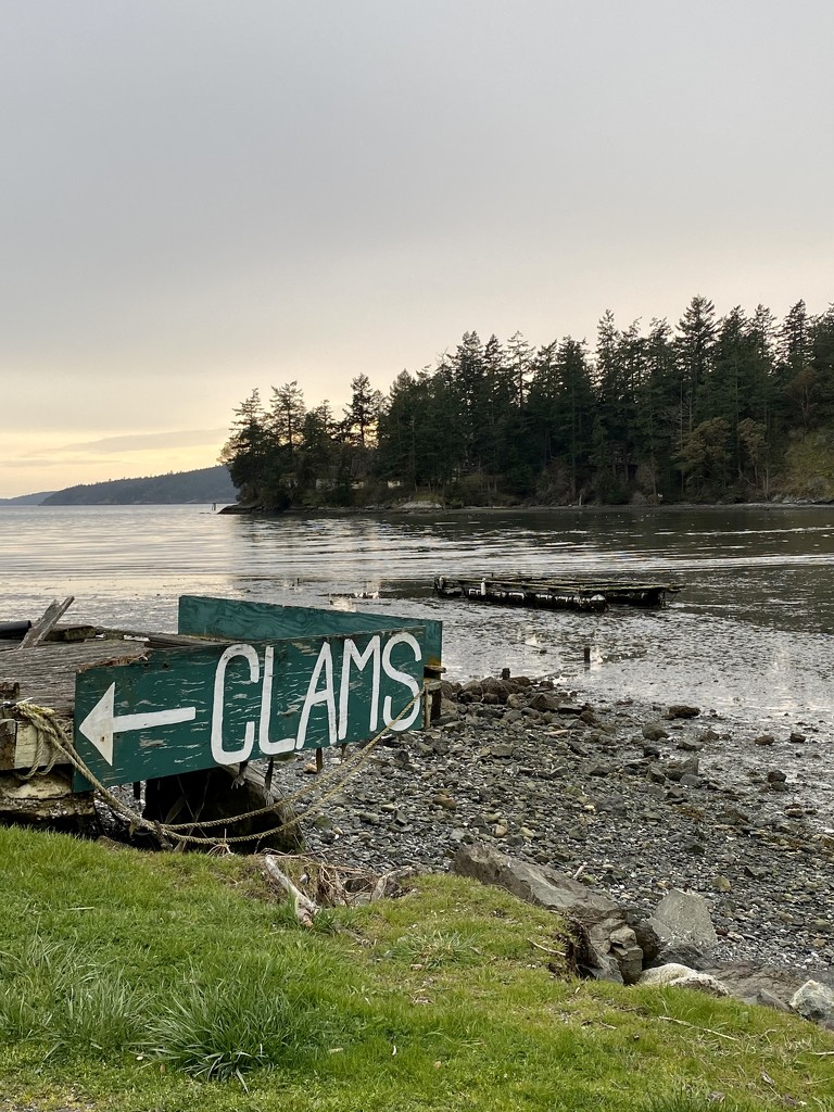 Clams for sale by clay88