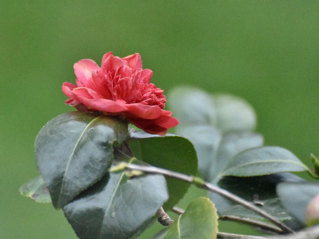 Camellia  by rosiekind