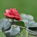 Camellia  by rosiekind