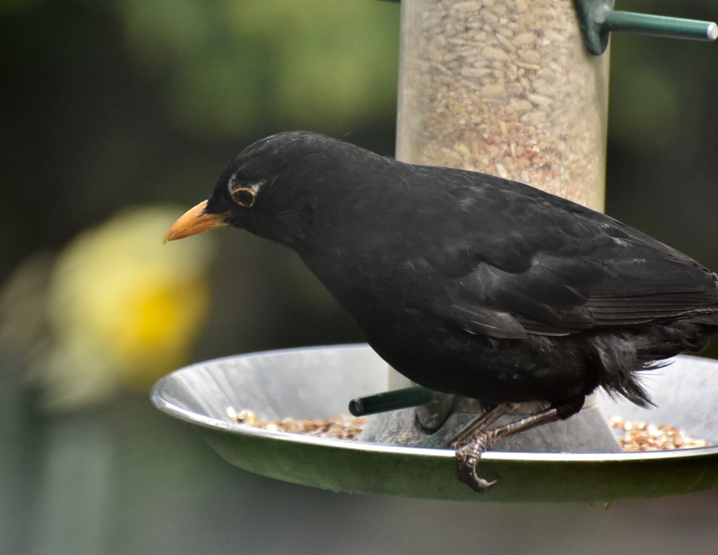 Blackbird  by rosiekind