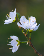 8th Apr 2021 - Cherry blossom
