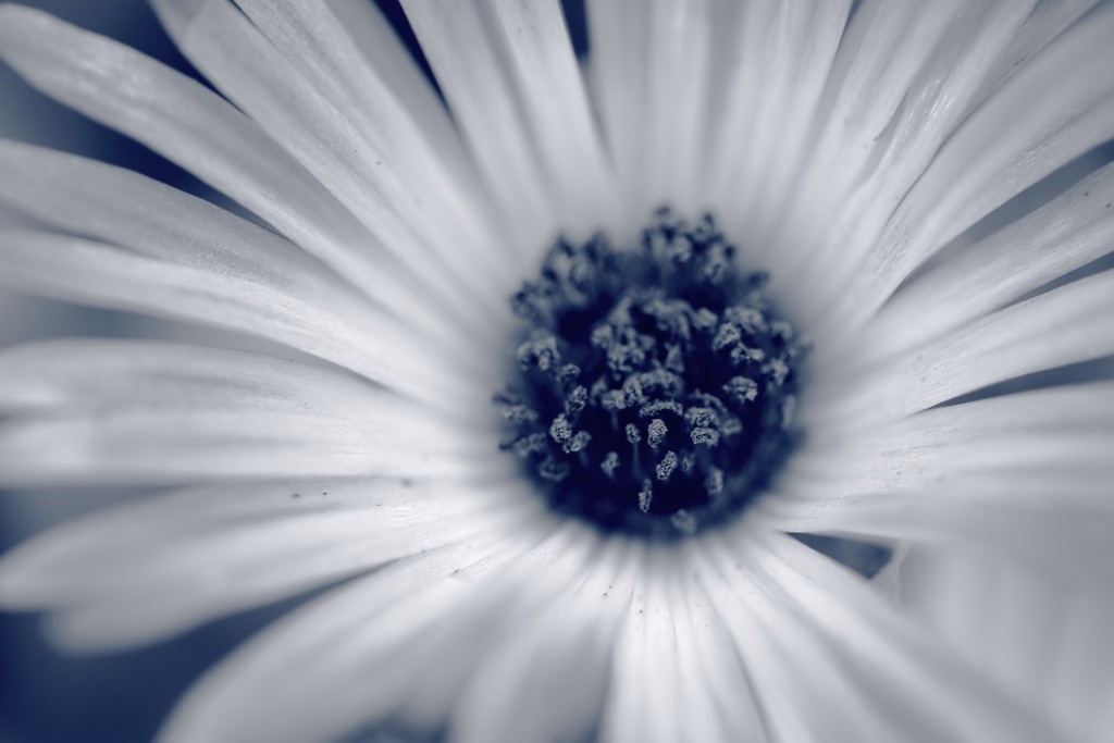 macro daisy by blueberry1222