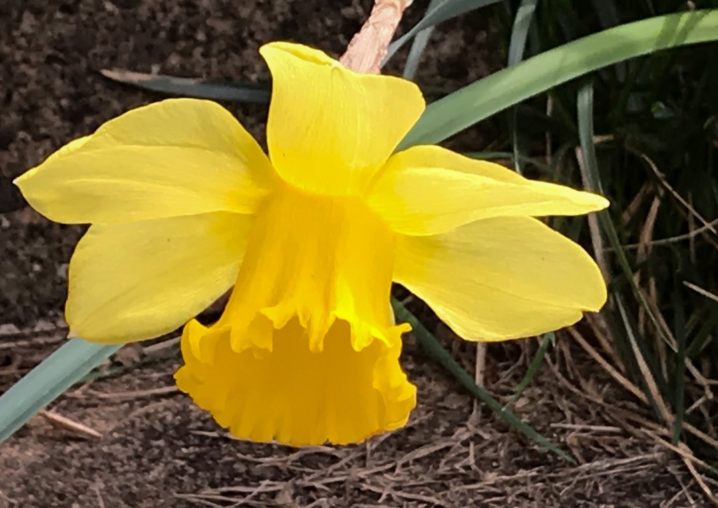 Little yellow daffodil by mittens