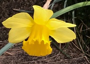 8th Apr 2021 - Little yellow daffodil