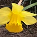 Little yellow daffodil by mittens