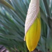 Miniature daffodils by bruni