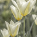 Tulips  by shepherdmanswife