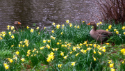 8th Apr 2021 - Their Eyes met across the Daffodils! 