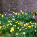 Their Eyes met across the Daffodils!  by rjb71