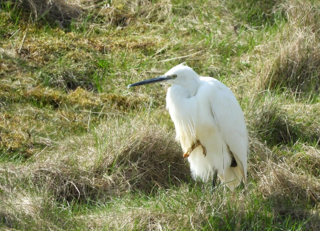 Egret by roachling