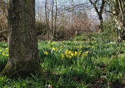 24th Mar 2021 - Daffodils