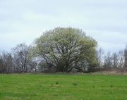 28th Mar 2021 - Goat Willow