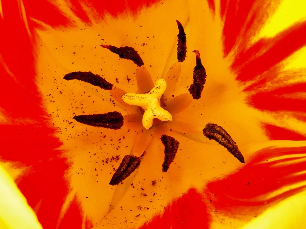 Tulips by gaf005