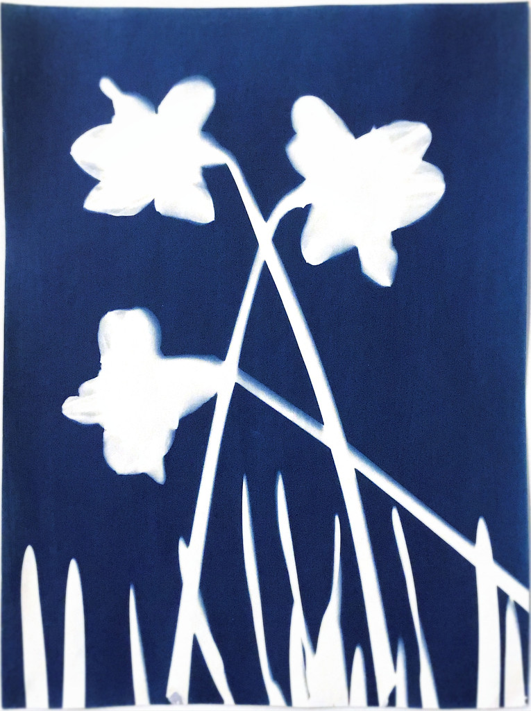 Daffodils Cyanotype by juliedduncan