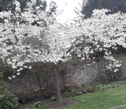 8th Apr 2021 - Spring blossom