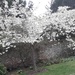 Spring blossom by carleenparker