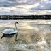 Swan on Mirror Cove by srmueller