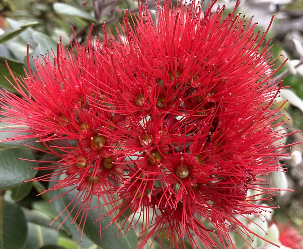 A Flower of a Tahitian Pohutukawa Tree by Dawn
