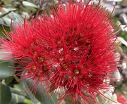 9th Apr 2021 - A Flower of a Tahitian Pohutukawa Tree