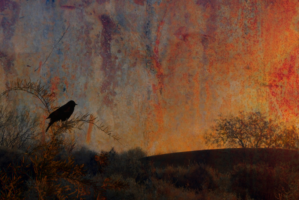 Starling at Dawn by ryan161