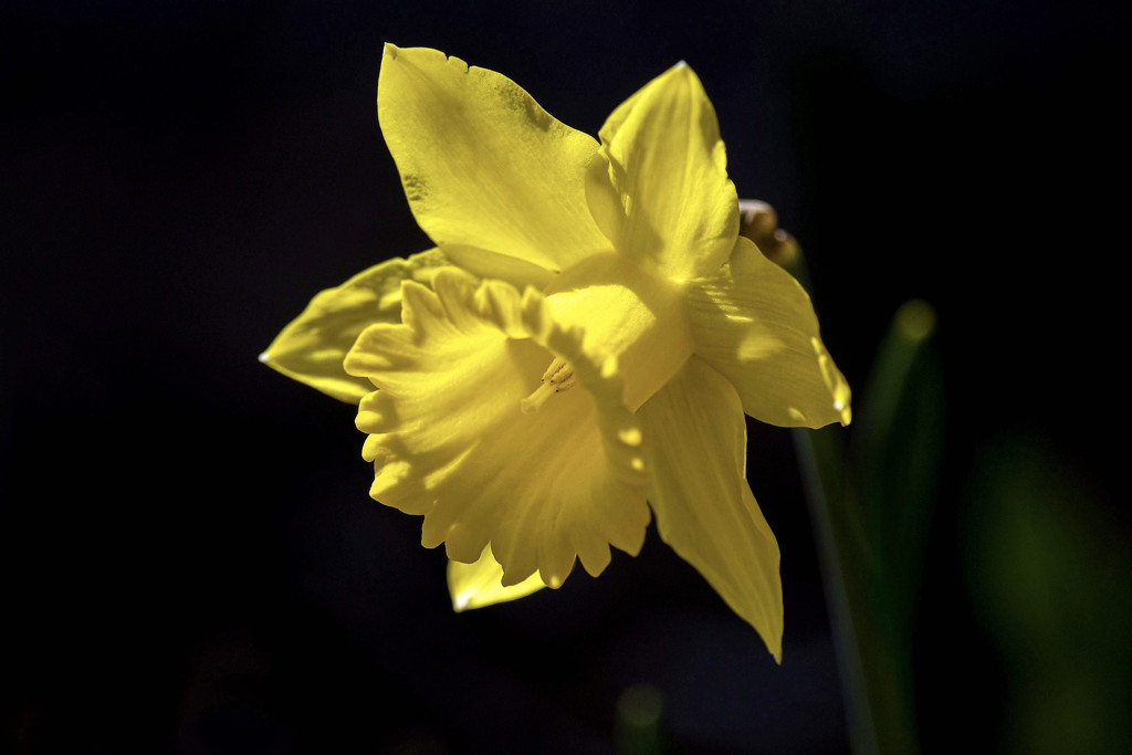 Daffodil yellow by berelaxed