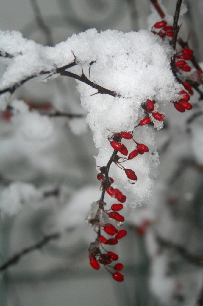 Winter Color by glennharper