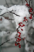 7th Jan 2011 - Winter Color