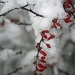 Winter Color by glennharper