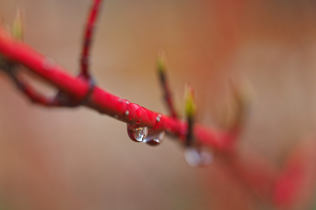 Spring Raindrops  by tosee