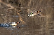 8th Apr 2021 - Green-winged Teal