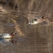 Green-winged Teal by dridsdale