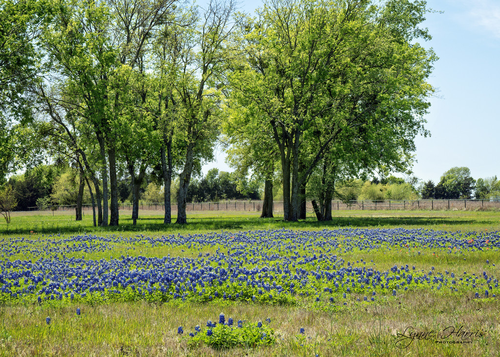 Bluebonnets are Coming! by lynne5477