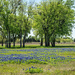 Bluebonnets are Coming! by lynne5477